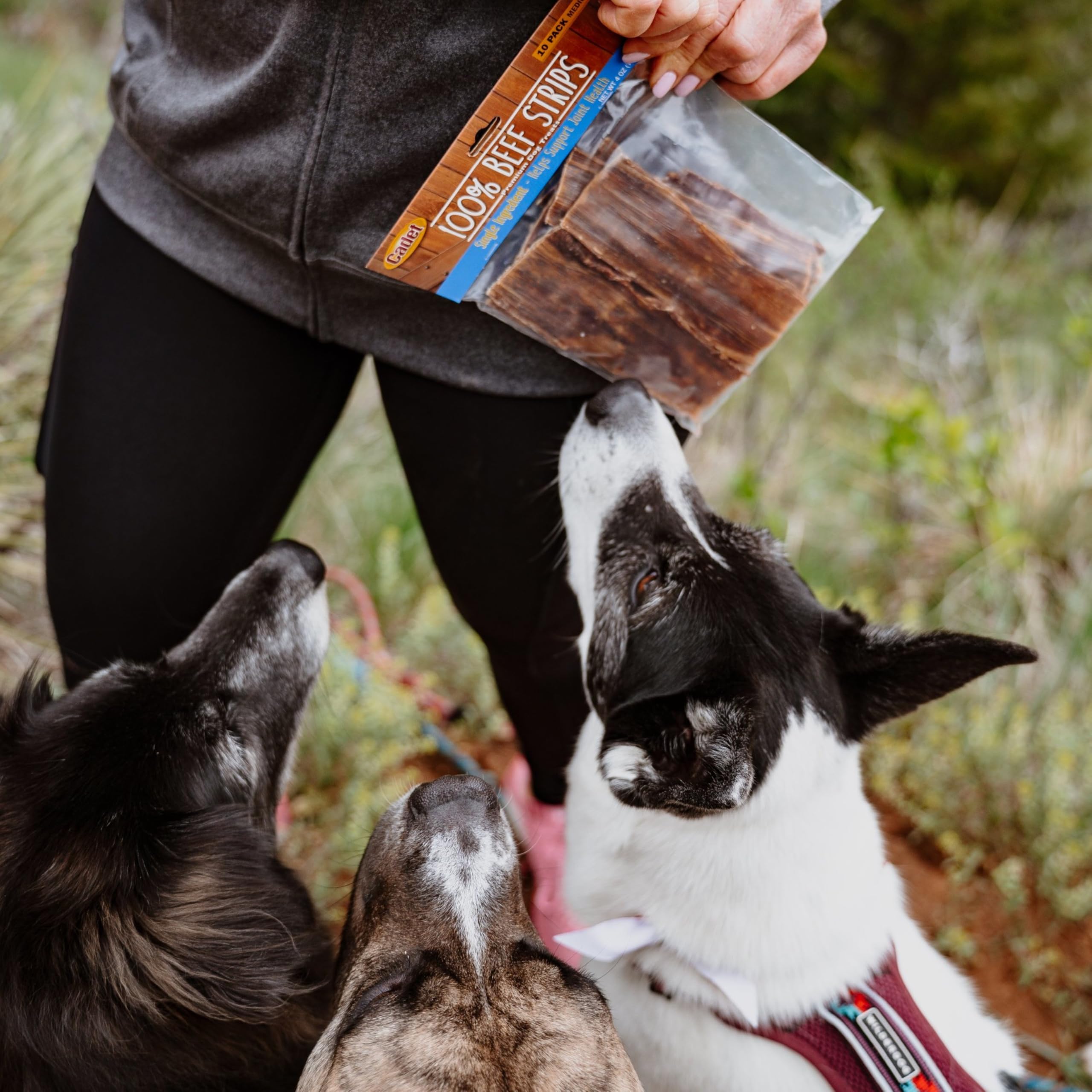 Cadet bâtonnets boeuf protéine élevée : snack riche en protéines pour chiens actifs