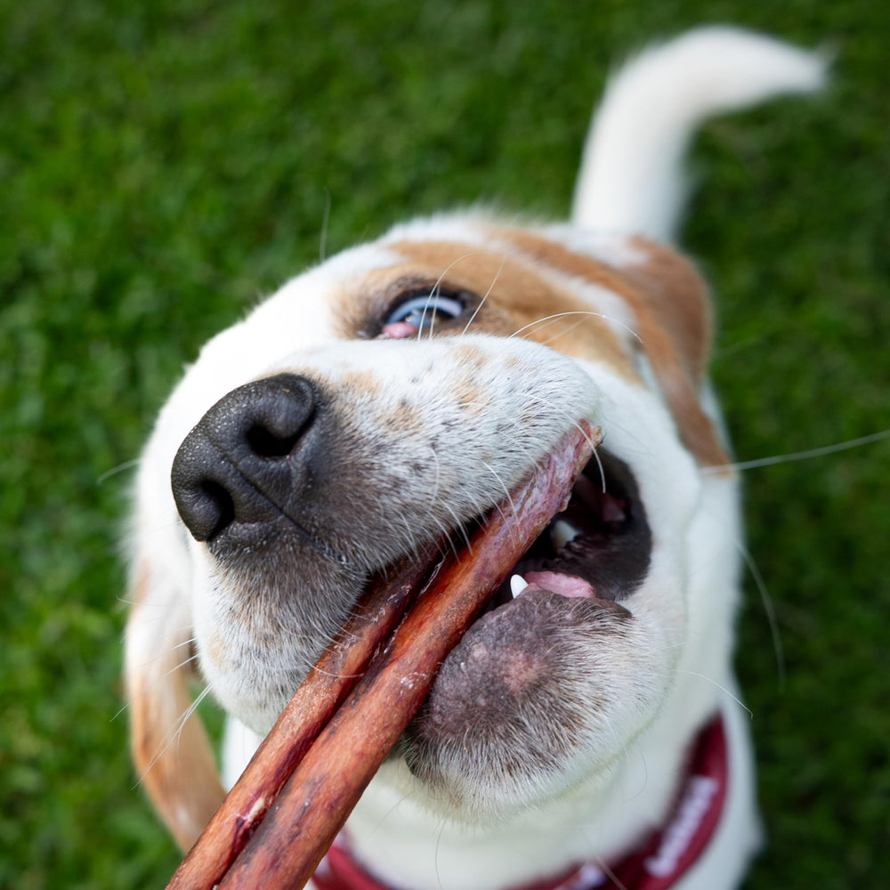 Cadet Bully Hide Sticks pizzle boeuf naturel, texture agréable pour mâcher longtemps
