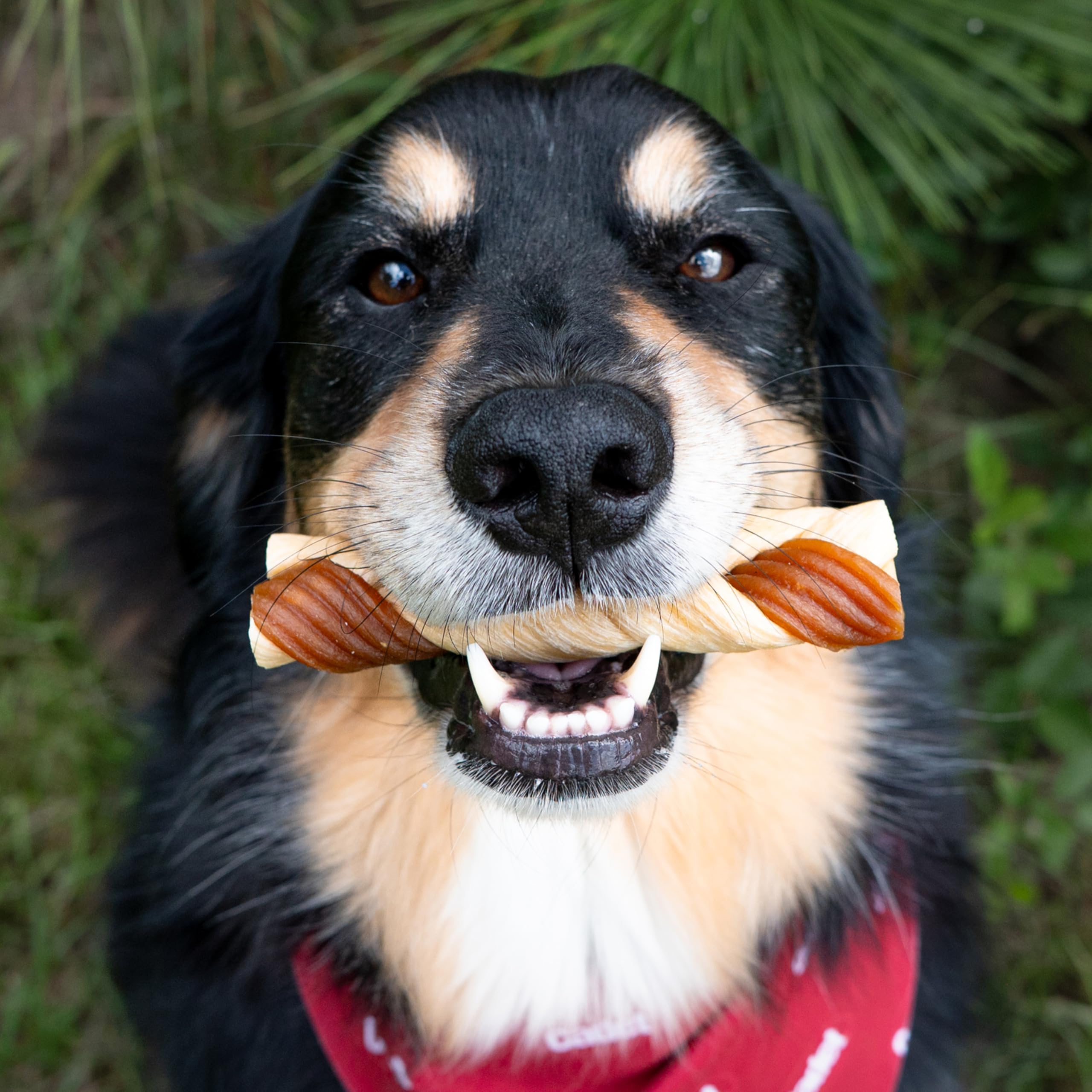 Cadet Chewalicious Poulet réel : goût authentique pour chiens actifs.