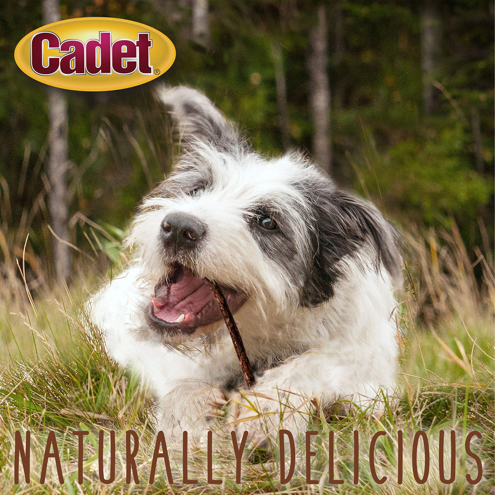 Cadet chien en mastication – batonnet pour distraction saine.