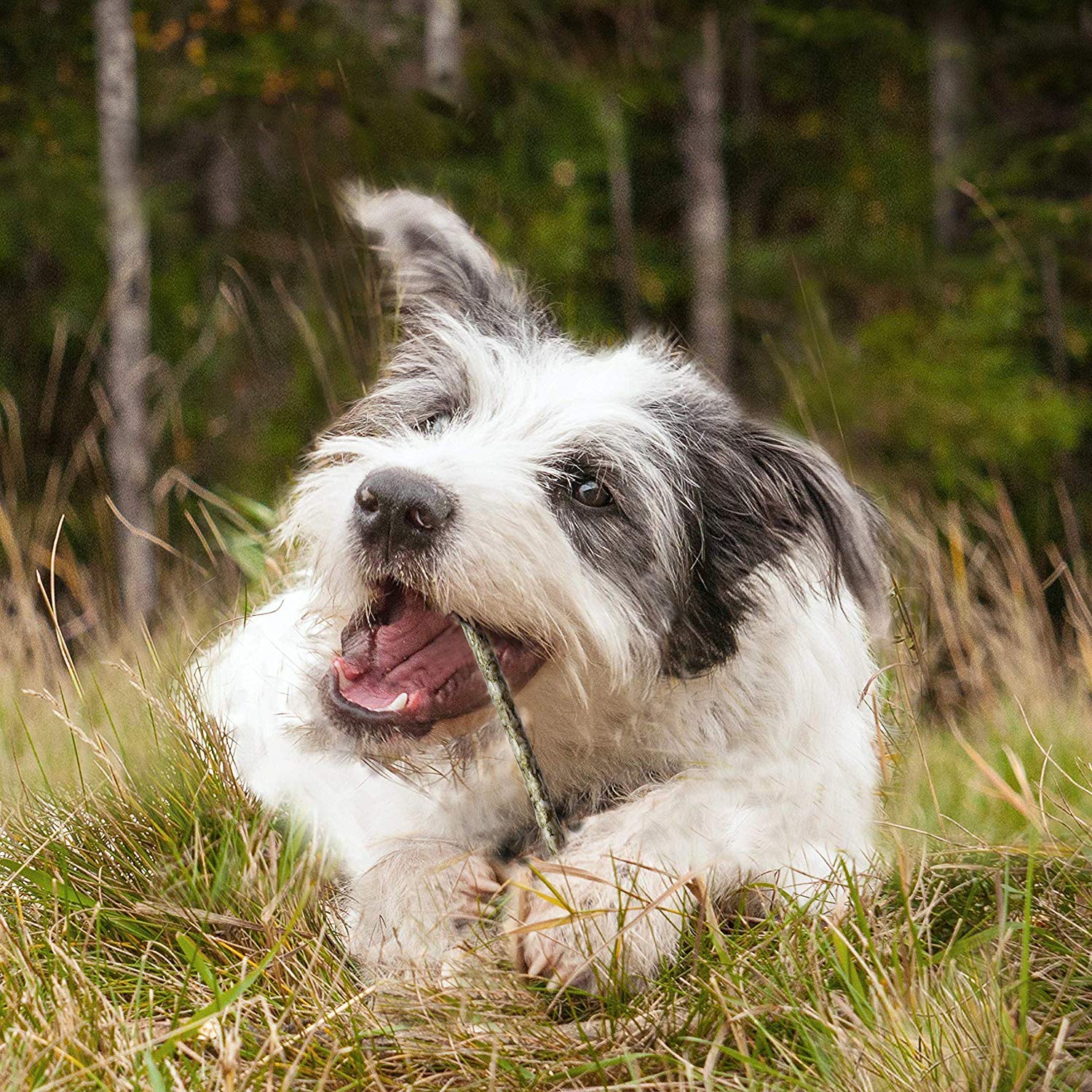 Cadet chien qui mâche heureux, moment de détente fiable.