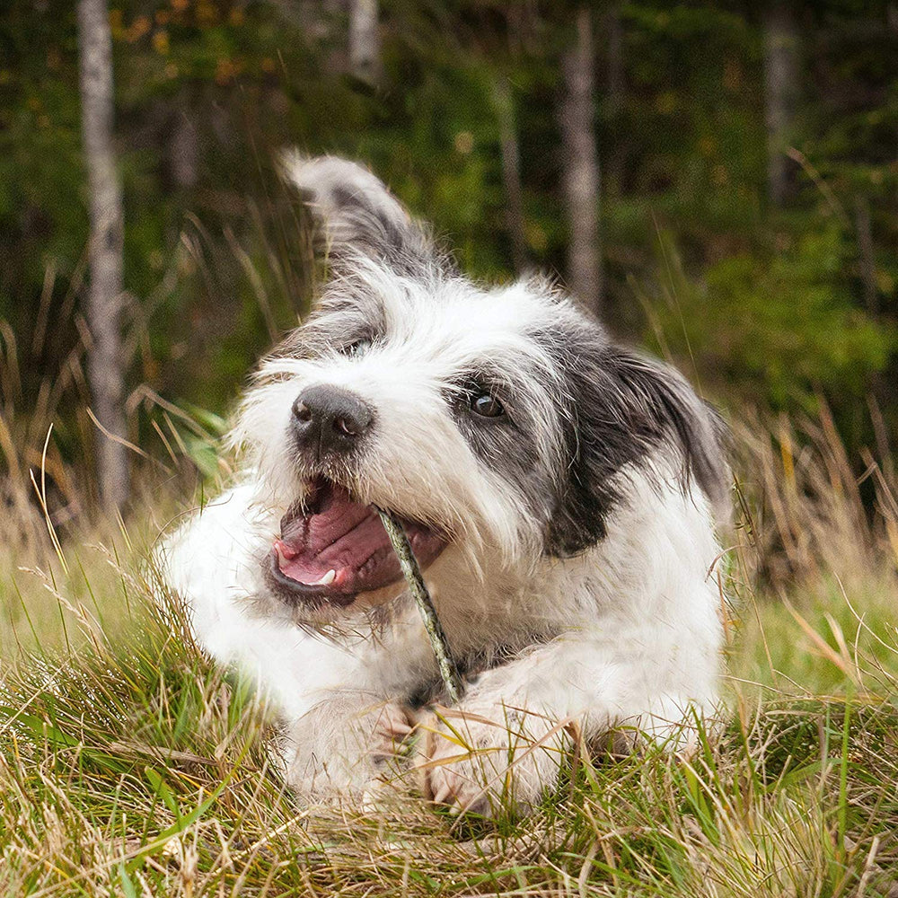 Cadet chien qui mâche heureux, moment de détente fiable.