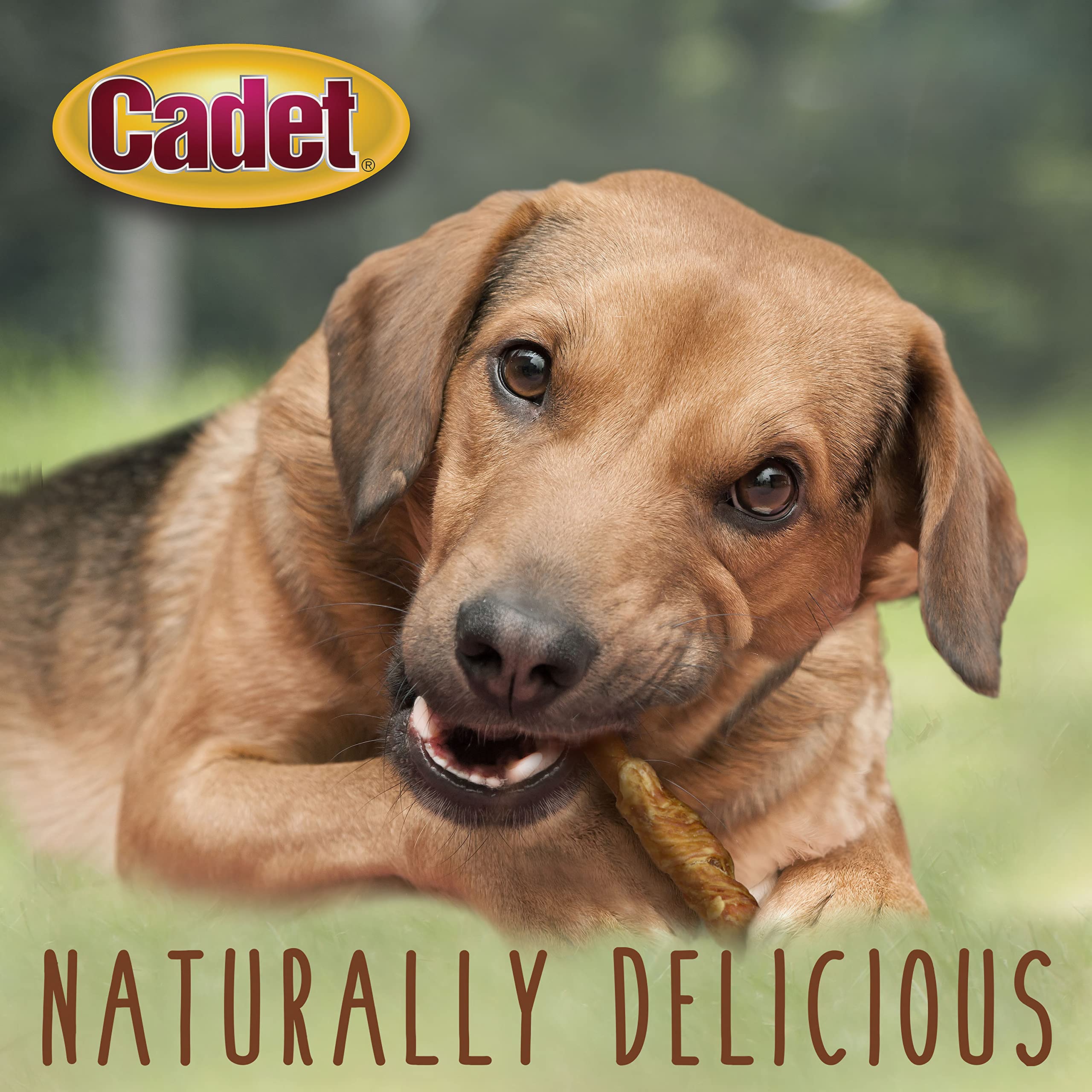 Cadet Gourmet 22 tranches, présentation visible pour chiens.