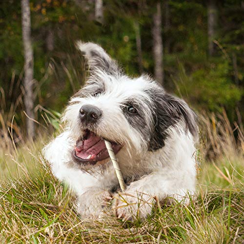 Cadet option de mastication durable pour chiens actifs et patients