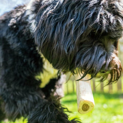 Cadet os rempli fromage pour chien grand, centre fromage savoureux