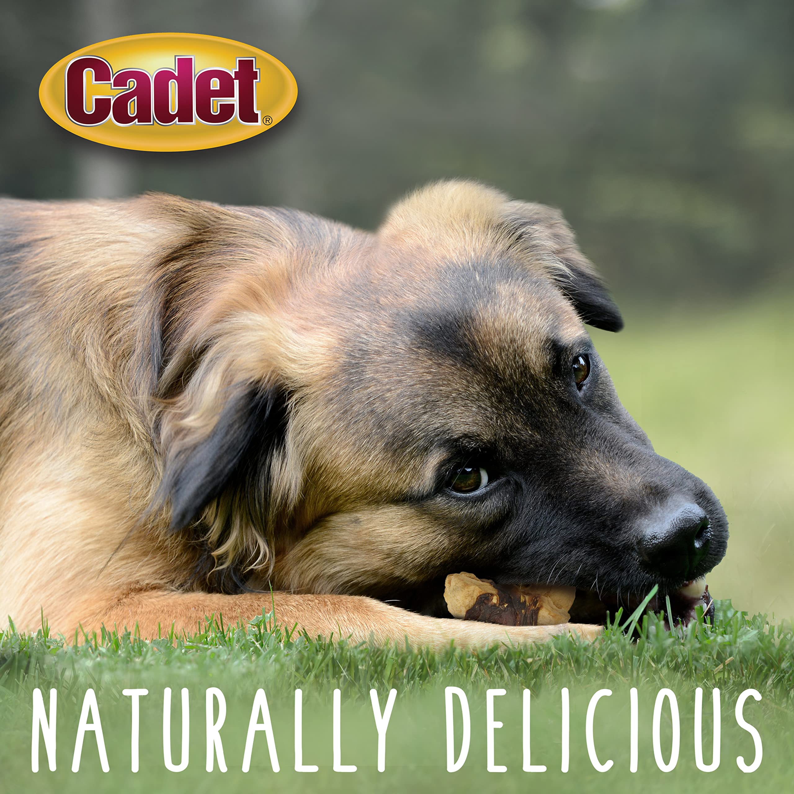 Cadet friandises enveloppées, chien en train d’apprendre, récompense savoureuse.
