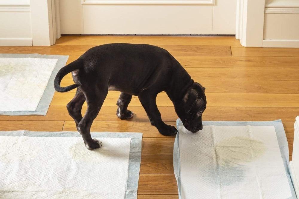 Tapis-pipi CAILOS, solution pratique pour la propreté quotidienne des petits animaux.