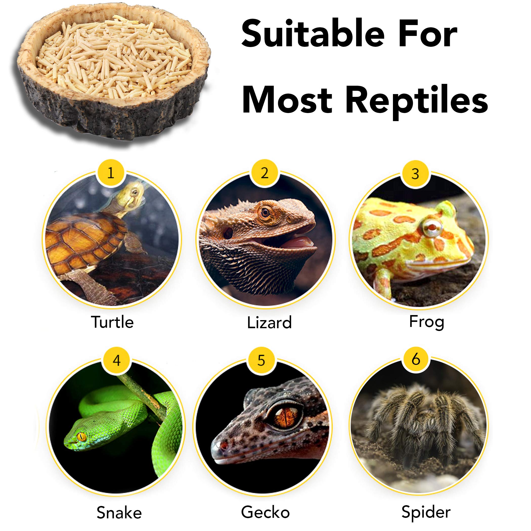 Bol CalPalmy de 4 pouces pour petits reptiles, accès facile et confortable.