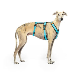 Harnais CandyPet anti-échappement trois-points bleu pour promenades sécurisées