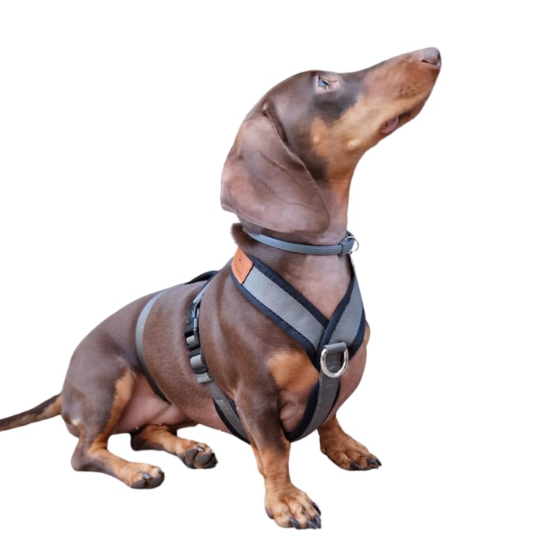 Harnais CandyPet tailles XS à XXL, adaptation à diverses morphologies
