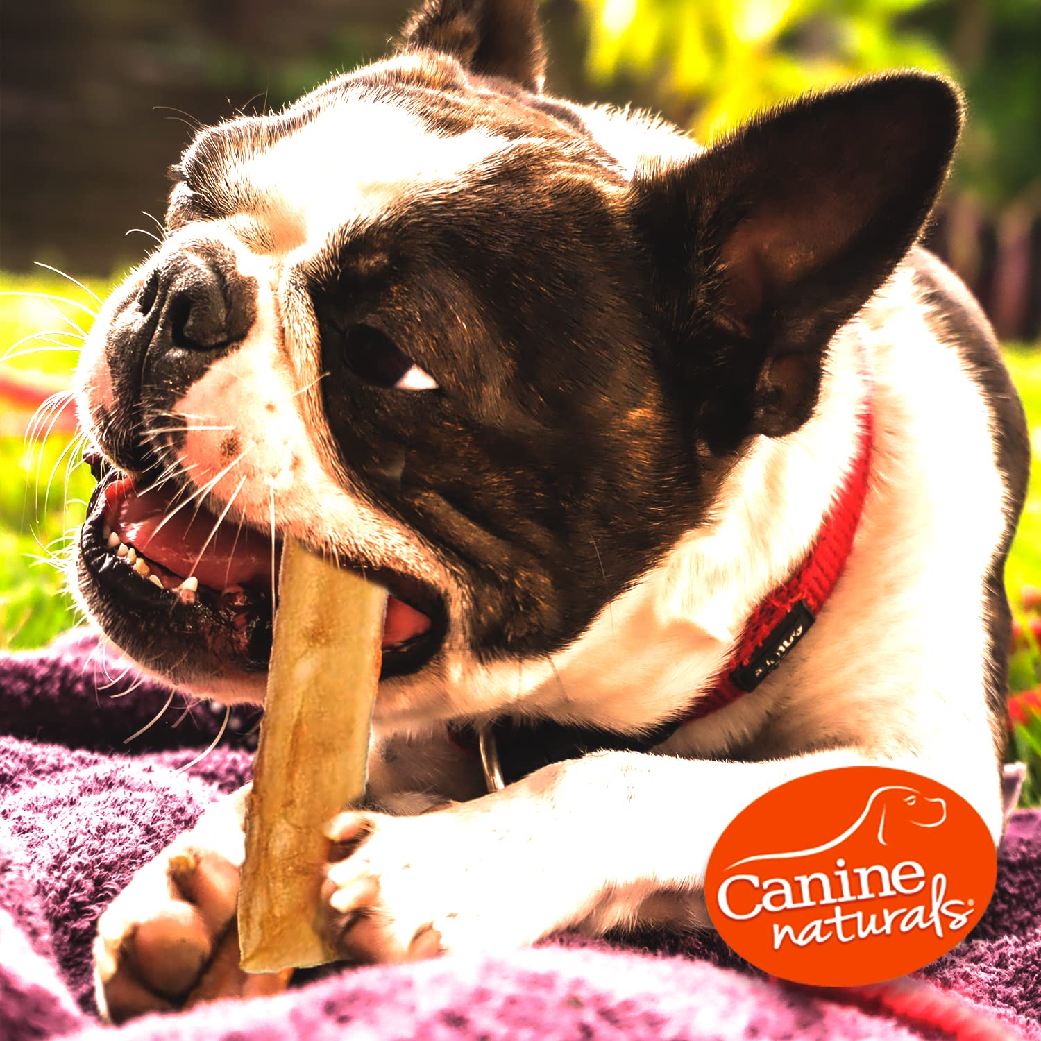 Canine Naturals boeuf batonnet sans volaille: parfaite alternative sans volaille