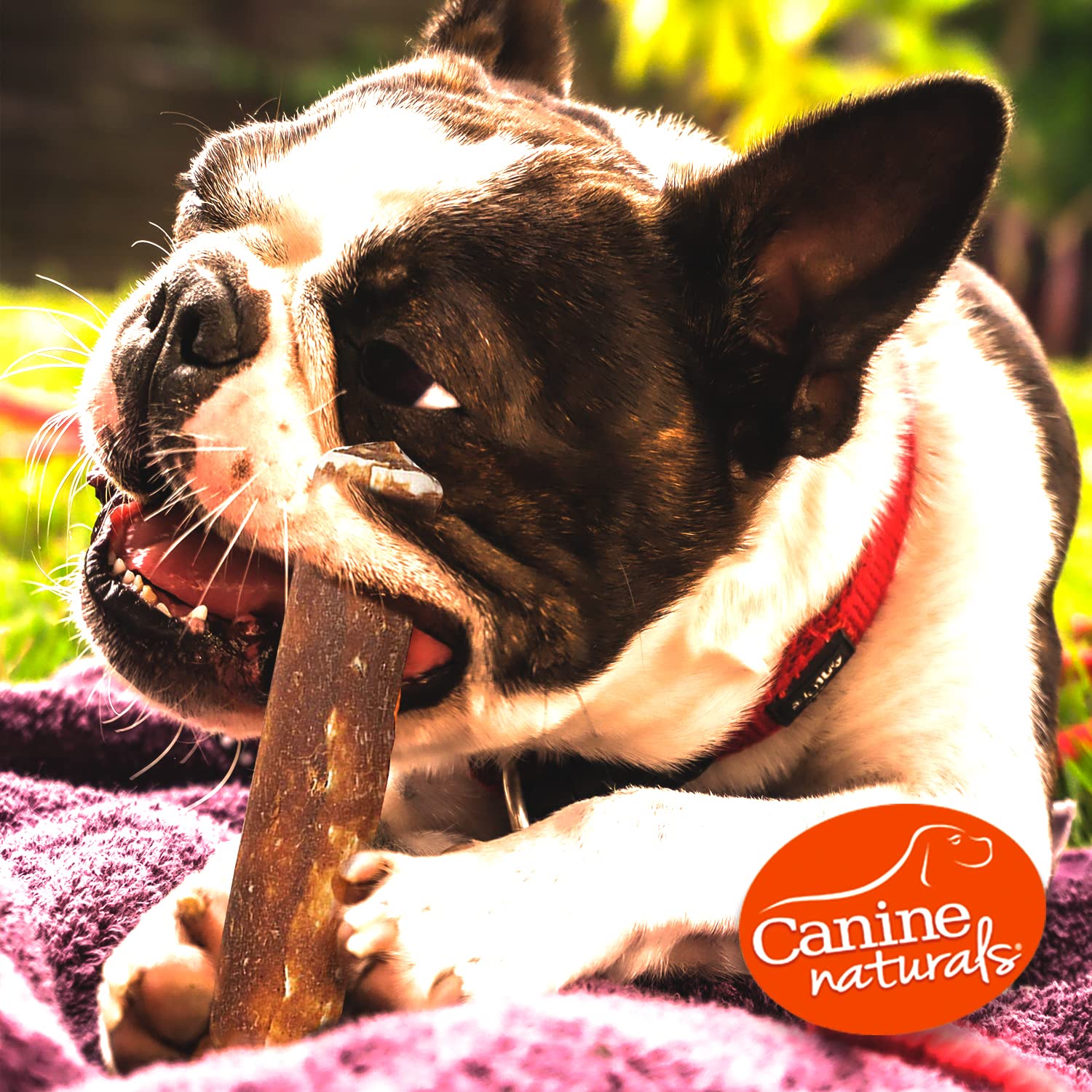 Canine Naturals: taille chien 23-34 kg, rouleau adapté pour mastication efficace.