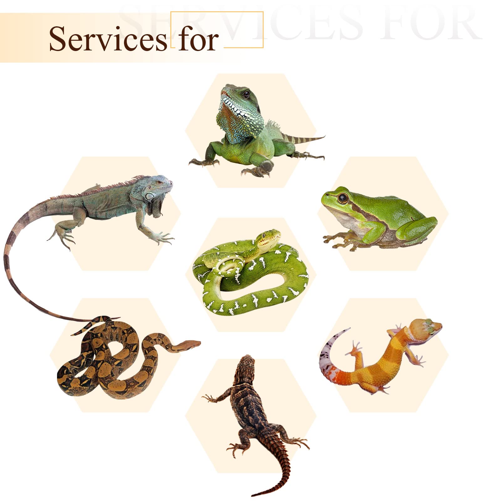 Canlierr vigne jungle reptile 7 pieds, permet déplacement et stimulation du reptile.
