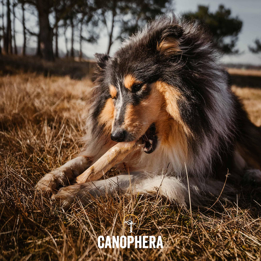 Canophera emballage éco-responsable : produit durable et fabriqué de manière éthique.