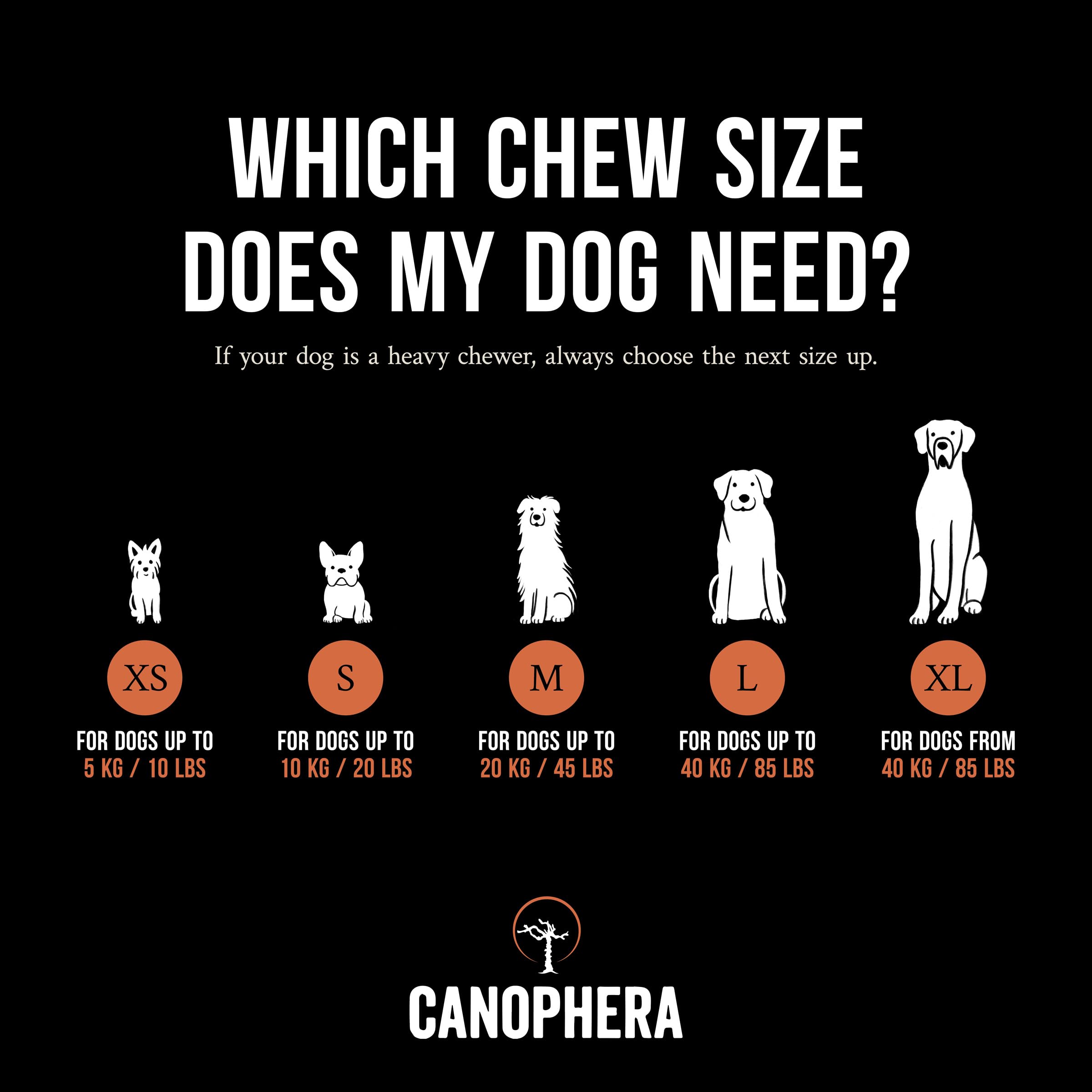 Canophera - chien mâchant l'os en bruyère, stimulation naturelle.