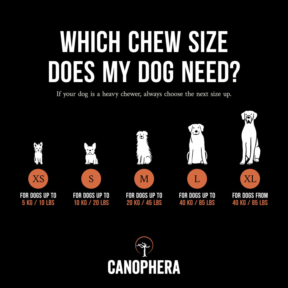 Canophera - chien mâchant l'os en bruyère, stimulation naturelle.