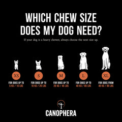 Canophera - chien mâchant l'os en bruyère, stimulation naturelle.