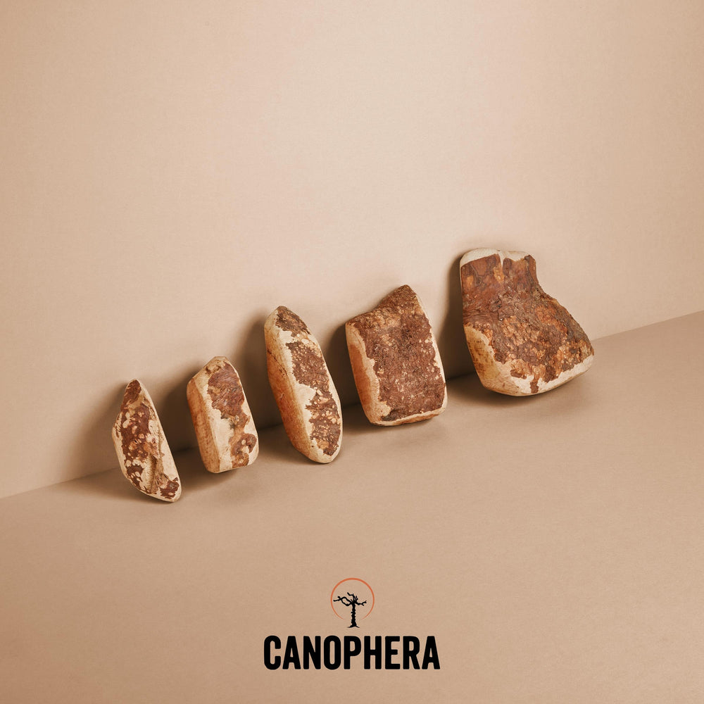 Canophera - fibre du bois peut aider à nettoyer les dents entre les repas.