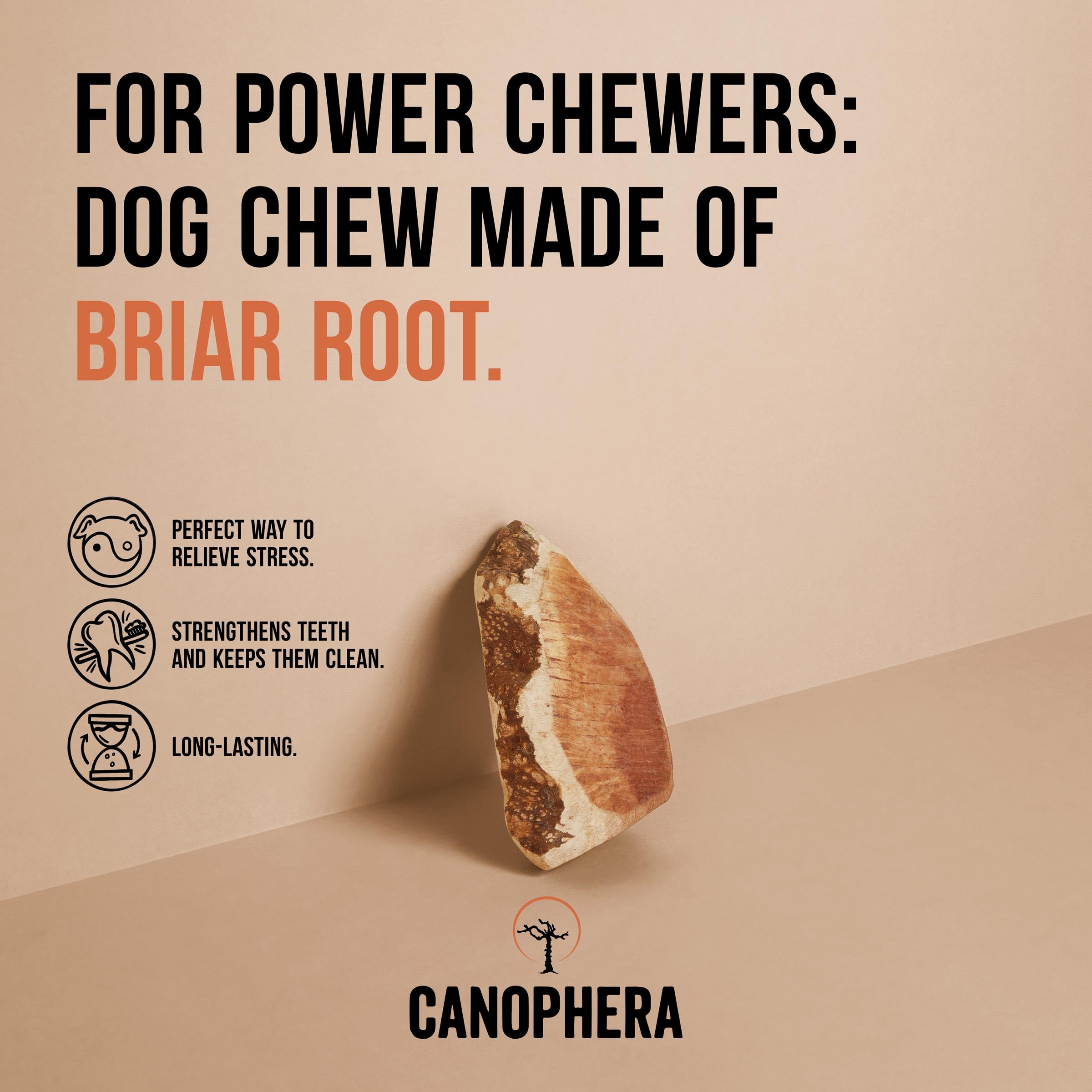 Canophera - gros plan sur la texture rugueuse du bois, idéale pour chiens robustes.