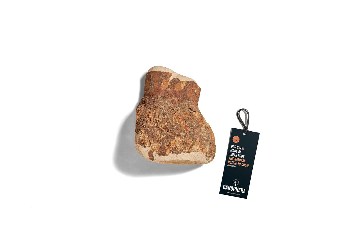 Canophera - os à mâcher en racine de bruyère, durable et naturel.
