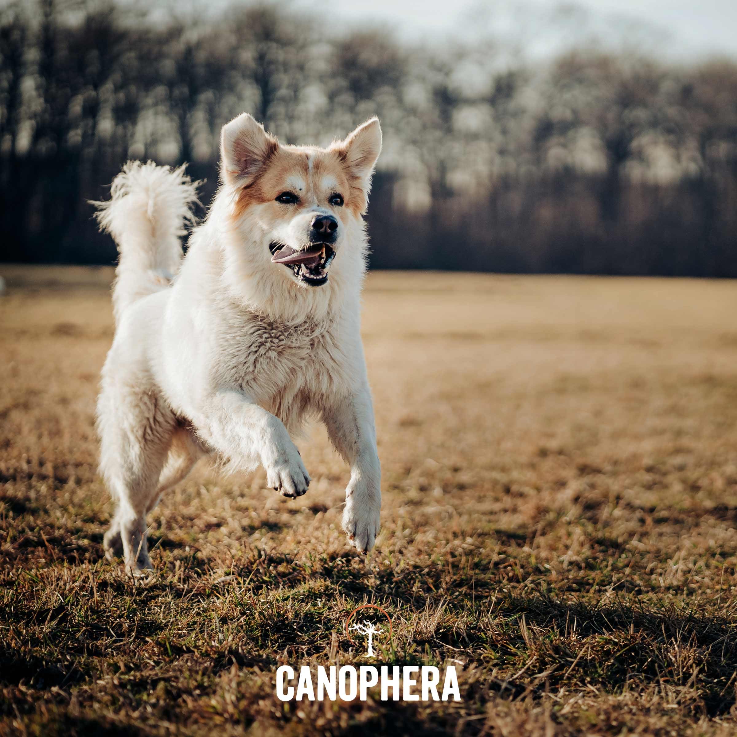 Canophera - sans additifs et sans calories, bois 100% naturel.