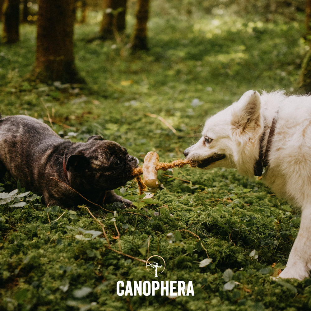 Canophera usage-quotidien bois café corde coco – produit végan et sans caféine pour tous les chiens.