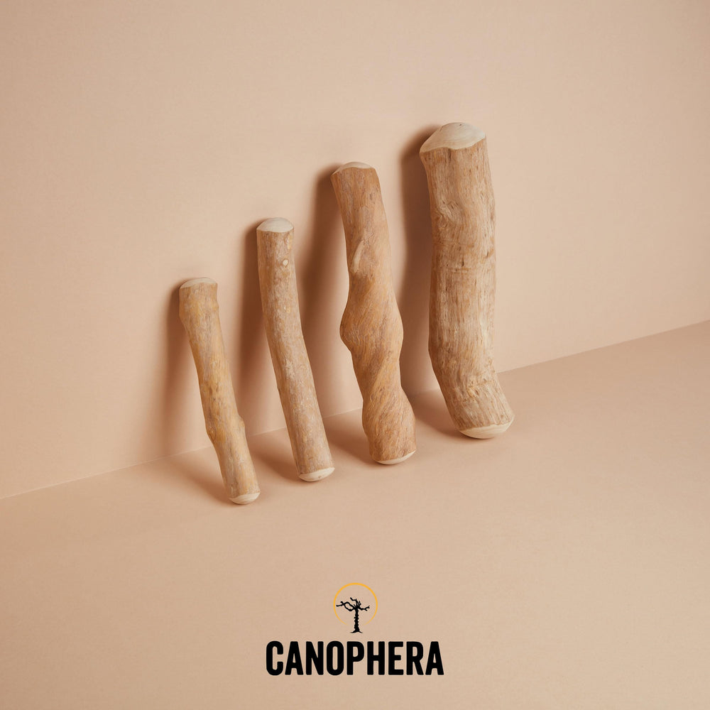 Canophera-usage-quotidien-bois-cafe-petit, alternative naturelle pour chiens qui aiment mâcher.