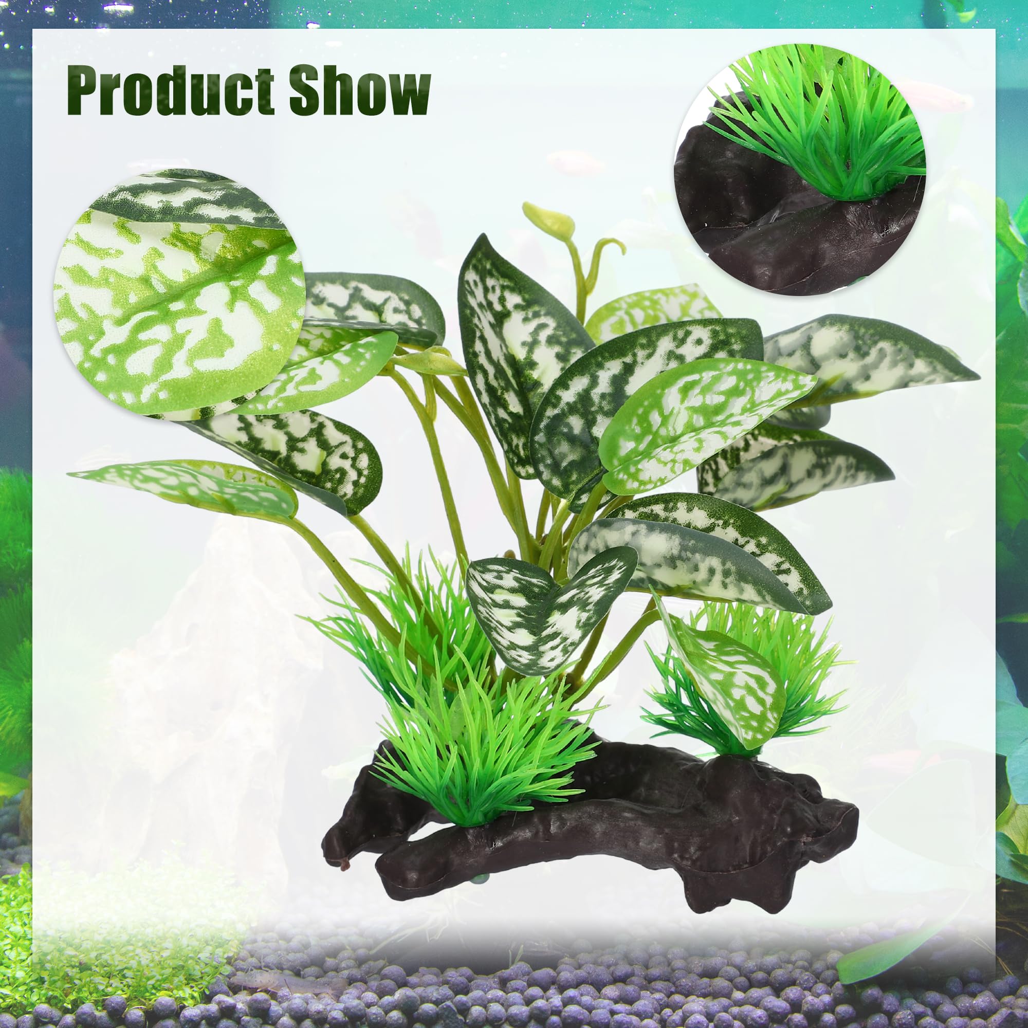 CAPASTEC bois flotté décoratif apportant cachettes naturelles pour Betta.
