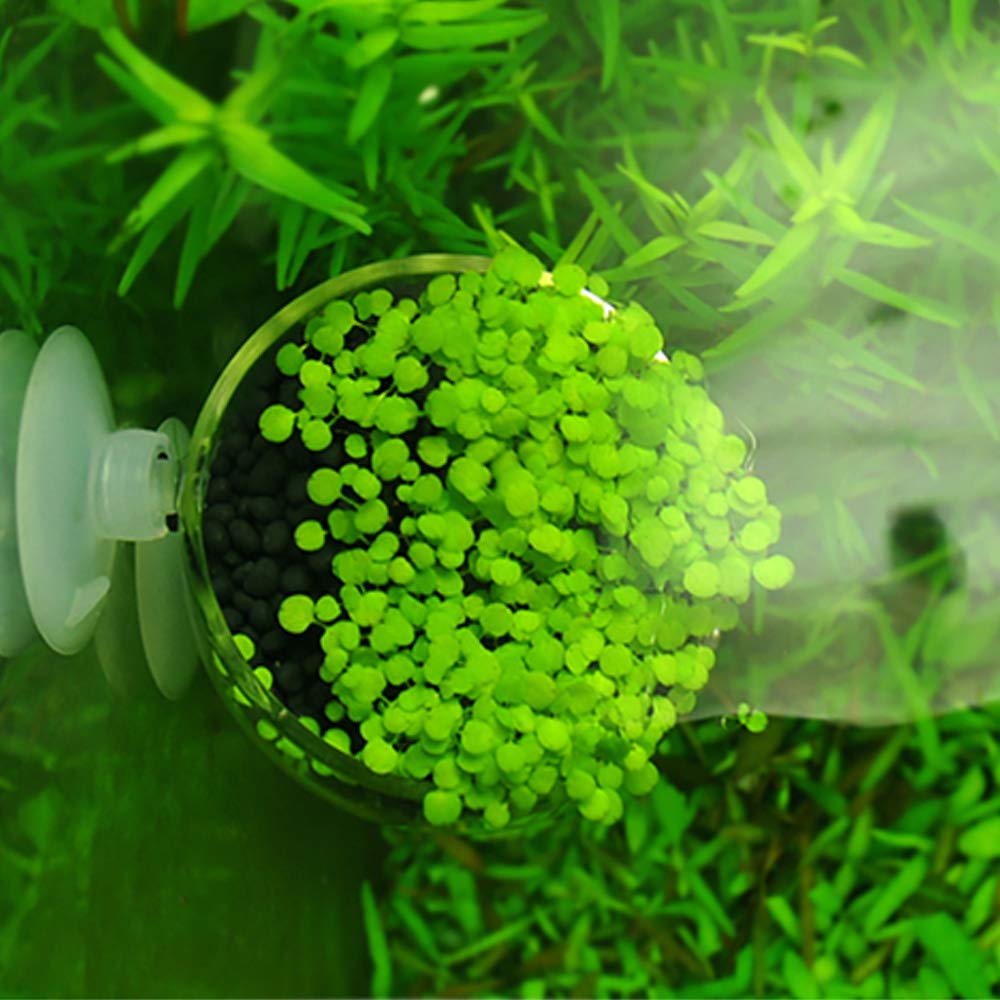 Capetsma accessoire élégant pour embellir l’aquarium et l’espace visuel.