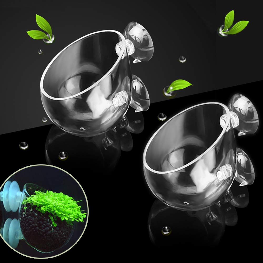 Capetsma pot-plante aquatique en verre cristal pour aquariums lumineux.