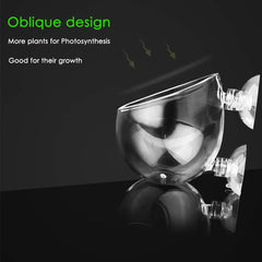 Capetsma pot en verre cristallin avec ouverture inclinée pour croissance optimale.