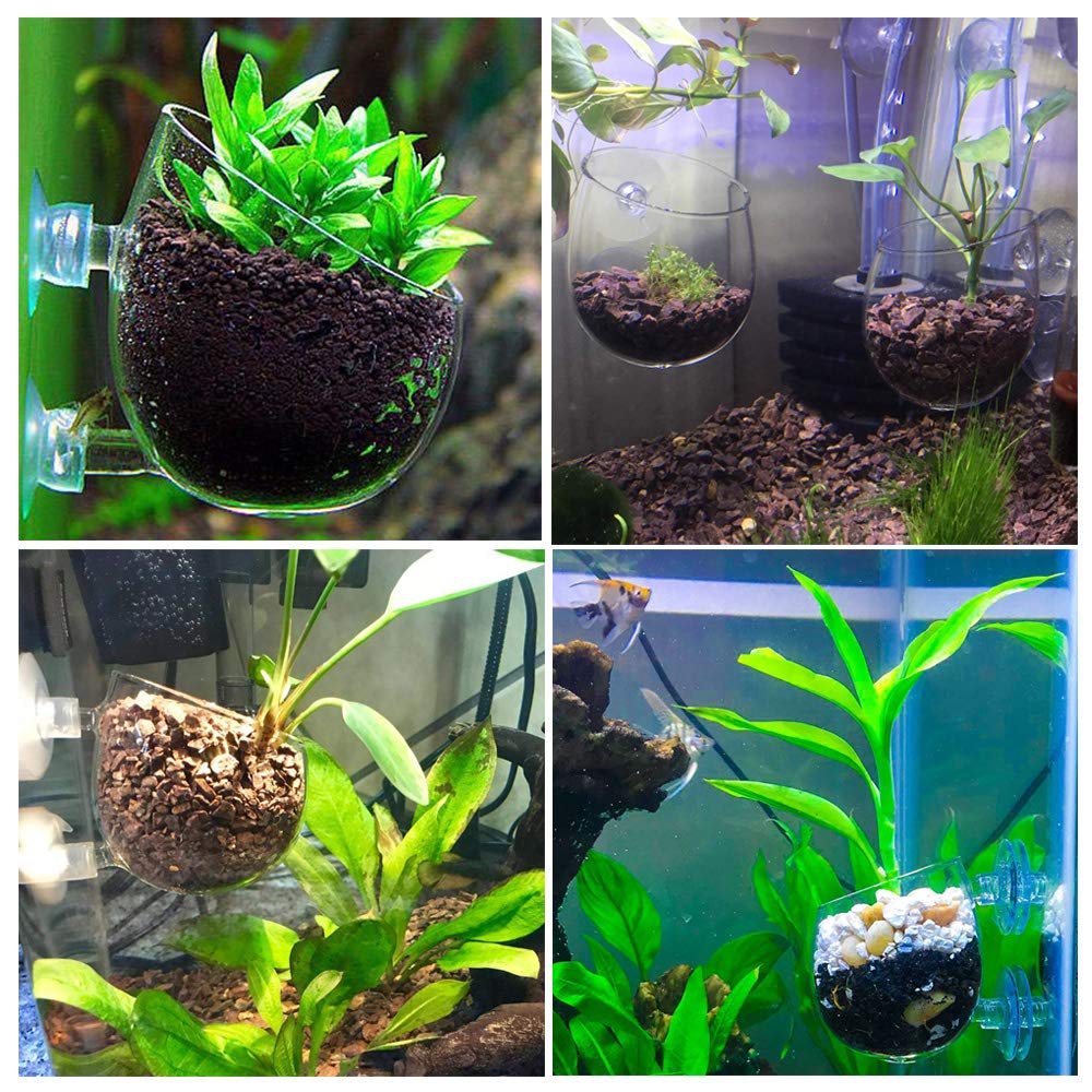 Capetsma support plantes d'aquarium, ventouses doubles assurant une fixation stable.