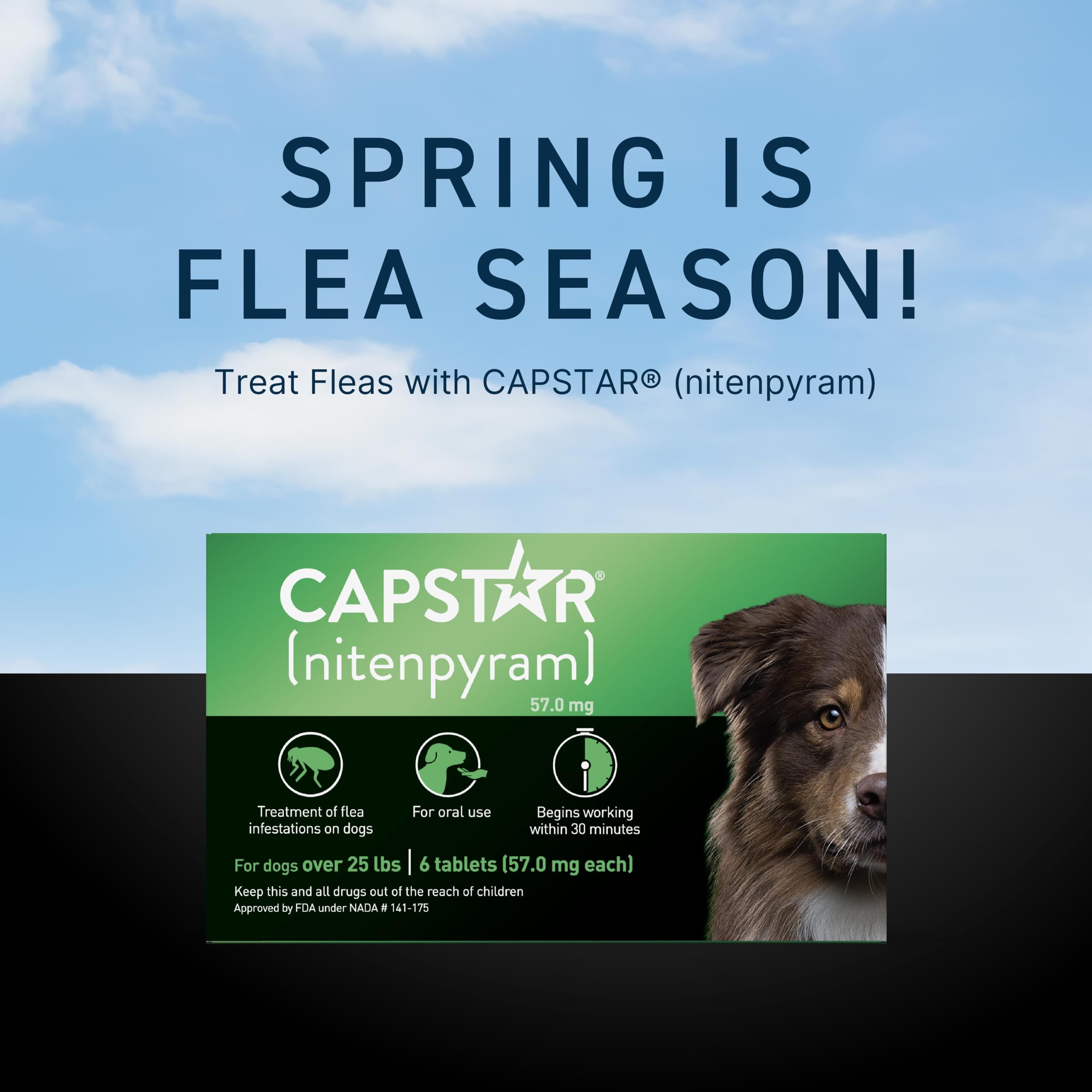 Protection contre les puces après les sorties extérieures avec CAPSTAR.