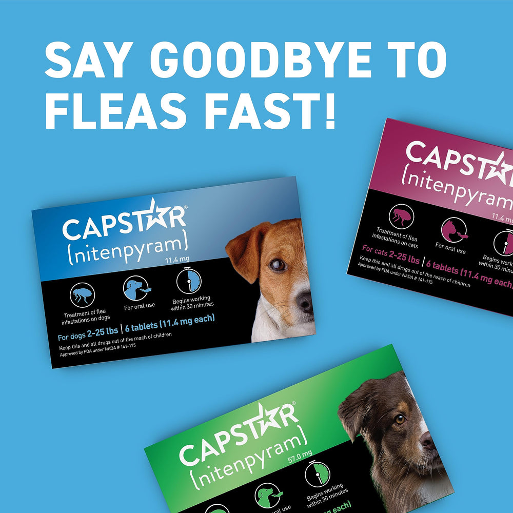 Capstar poil-chien-puces-visible: puces visibles sur le pelage.