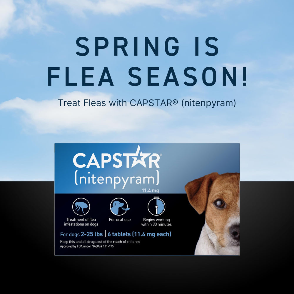 Capstar : résultat attendu après traitement, pelage plus calme.