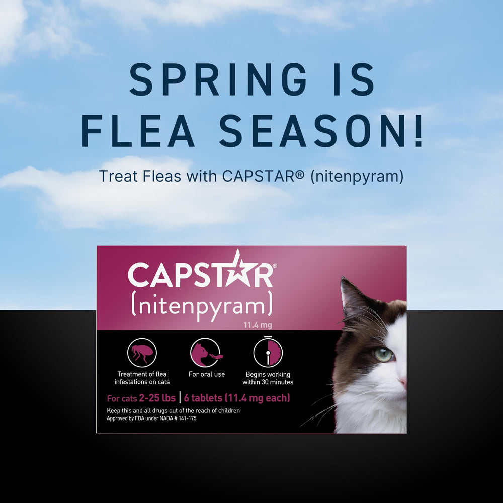 Capstar: utilisation efficace dans le foyer pour lutter contre les puces.