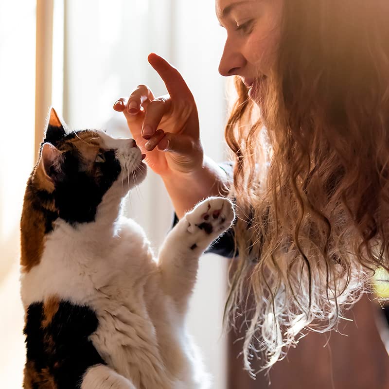 Capsuline PETcaps facilite le traitement des chats sans stress.