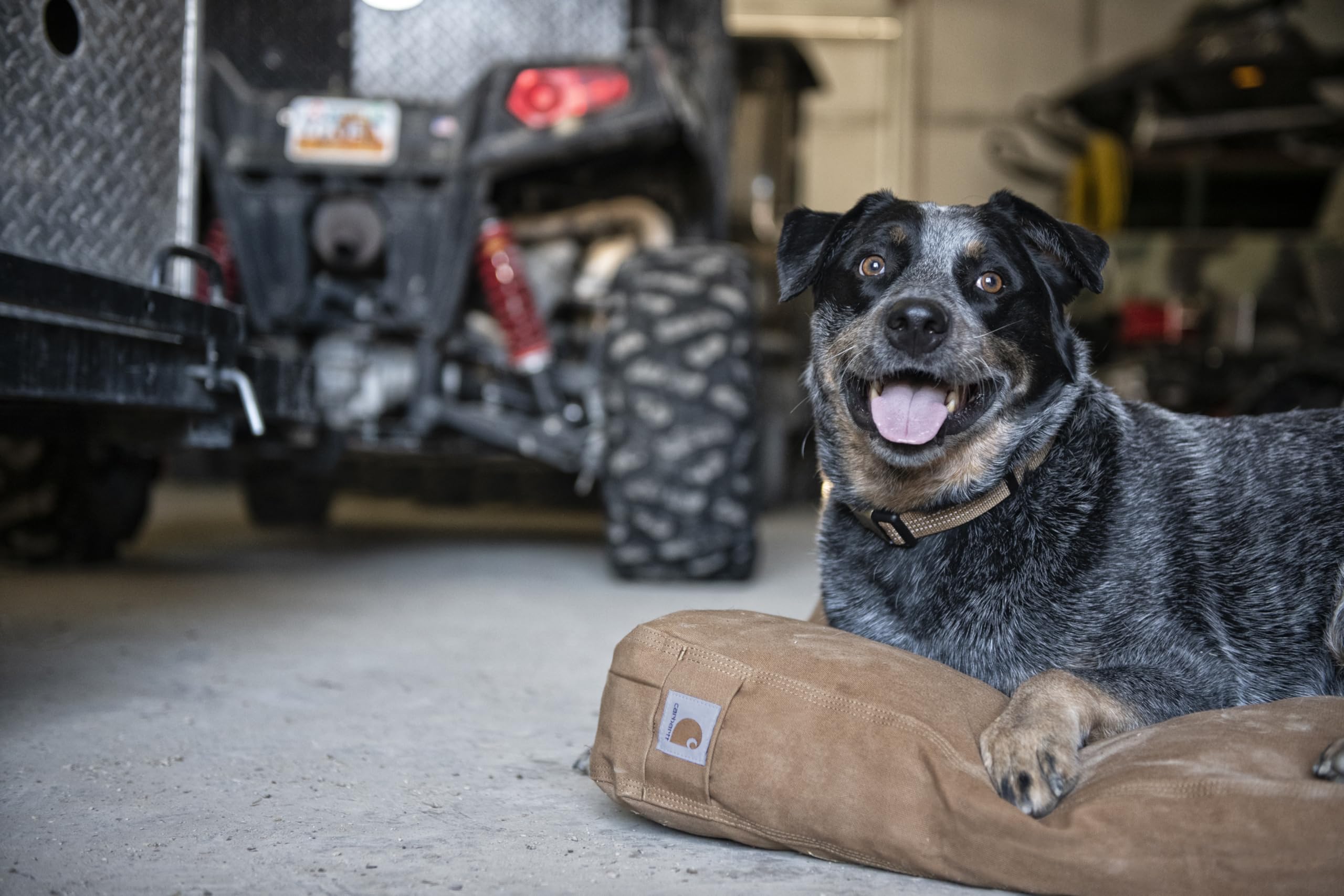 Grand modèle 33 pouces sur 41 pouces pour grands chiens.
