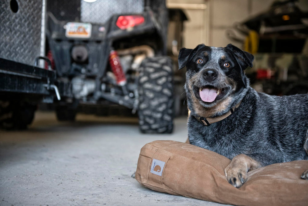 Grand modèle 33 pouces sur 41 pouces pour grands chiens.