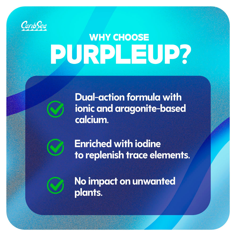 Carib Sea Purple Up améliore la santé du bac grâce à la filtration biologique.