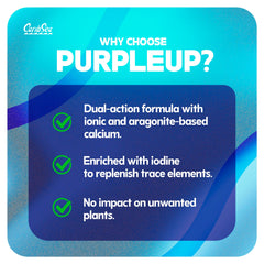 Carib Sea Purple Up améliore la santé du bac grâce à la filtration biologique.