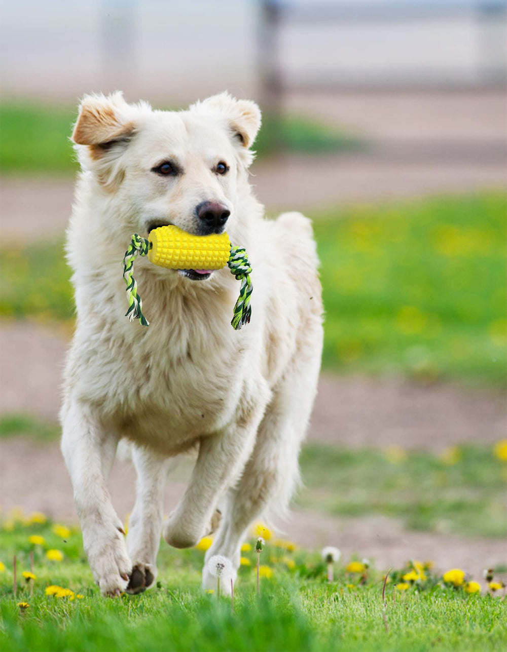 Jouet Carllg: aide à réduire l’ennui et l’anxiété canines