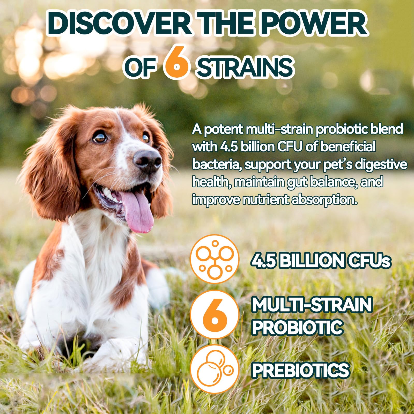 Carmelie probiotiques pour chien – fibres digestives : soutiennent le confort intestinal.