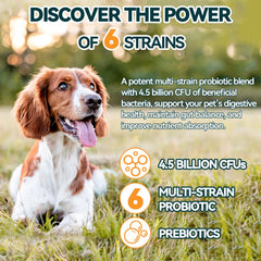 Carmelie probiotiques pour chien – fibres digestives : soutiennent le confort intestinal.