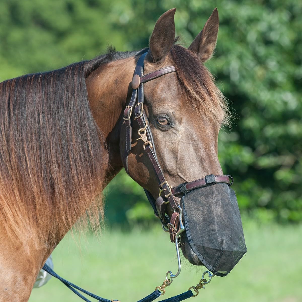 Cashel filet nasal L en vue avant, confort durable et ajustement sûr pour l'animal
