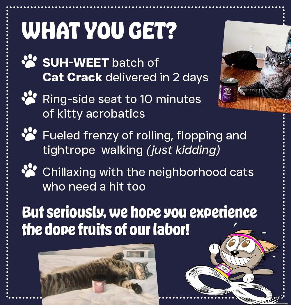Cat Crack: accessoires et jouets recommandés pour compléter les sessions de jeu.