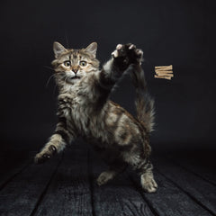 Cat Dancer fil acier flexible 76 cm offre des mouvements variés