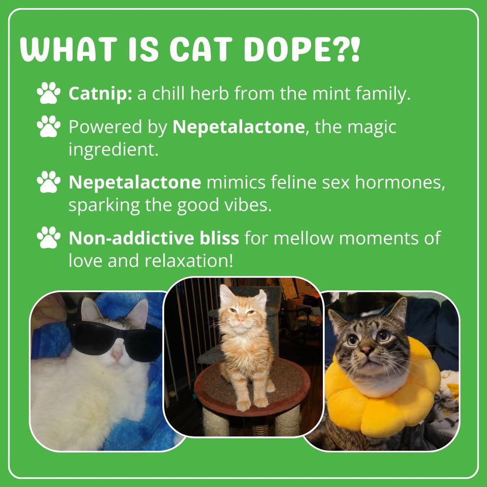 Cat Dope: chat en action grâce à l’herbe à chat stimulante.