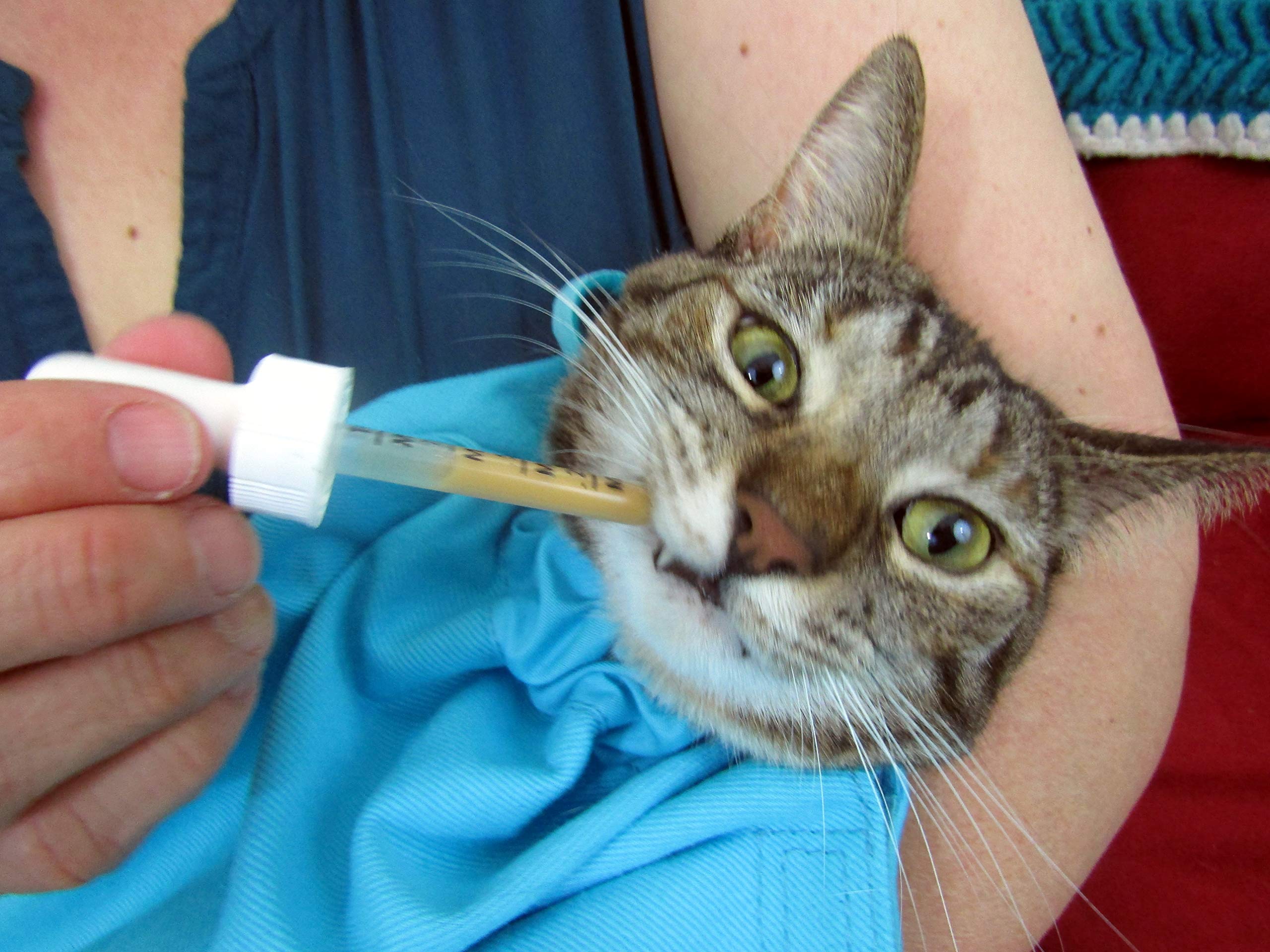 Cat-in-the-bag guide tailles: mesurez pour le meilleur ajustement.