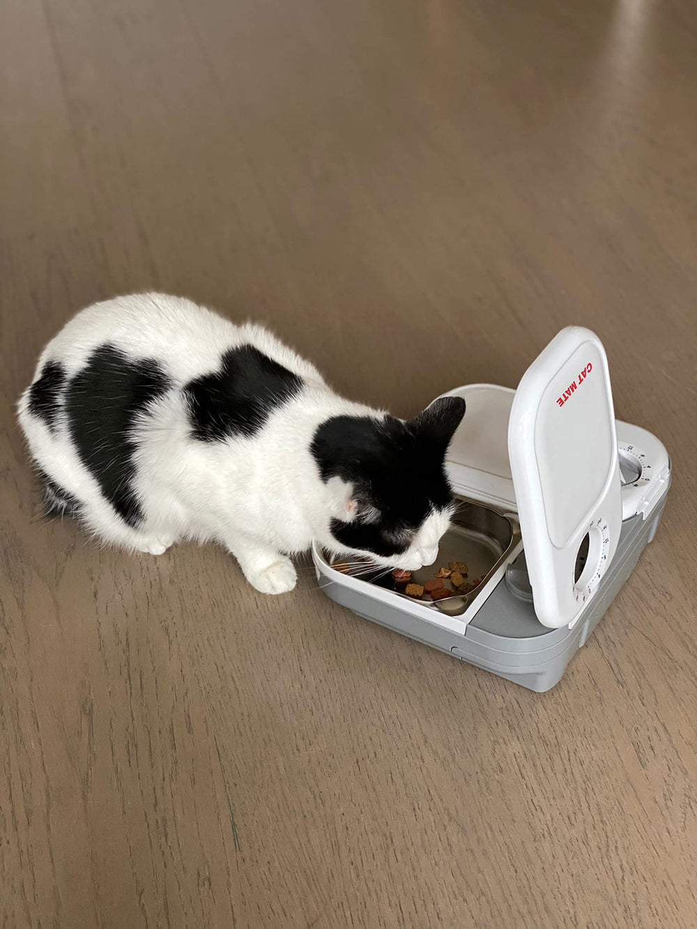 Bords arrondis du bol inox Cat Mate pour sécurité.